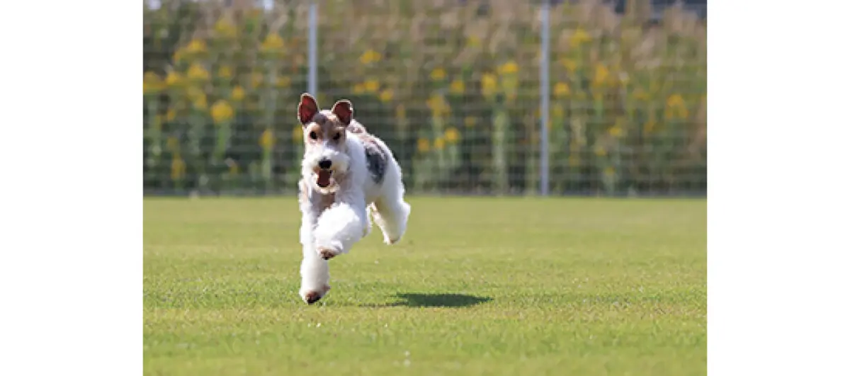 『キヤノン』EOS R50の連写モードで撮影した犬の写真