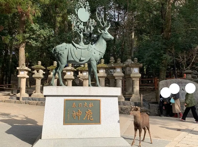 【奈良すぎる！と話題】春日大社のかわいすの画像_1