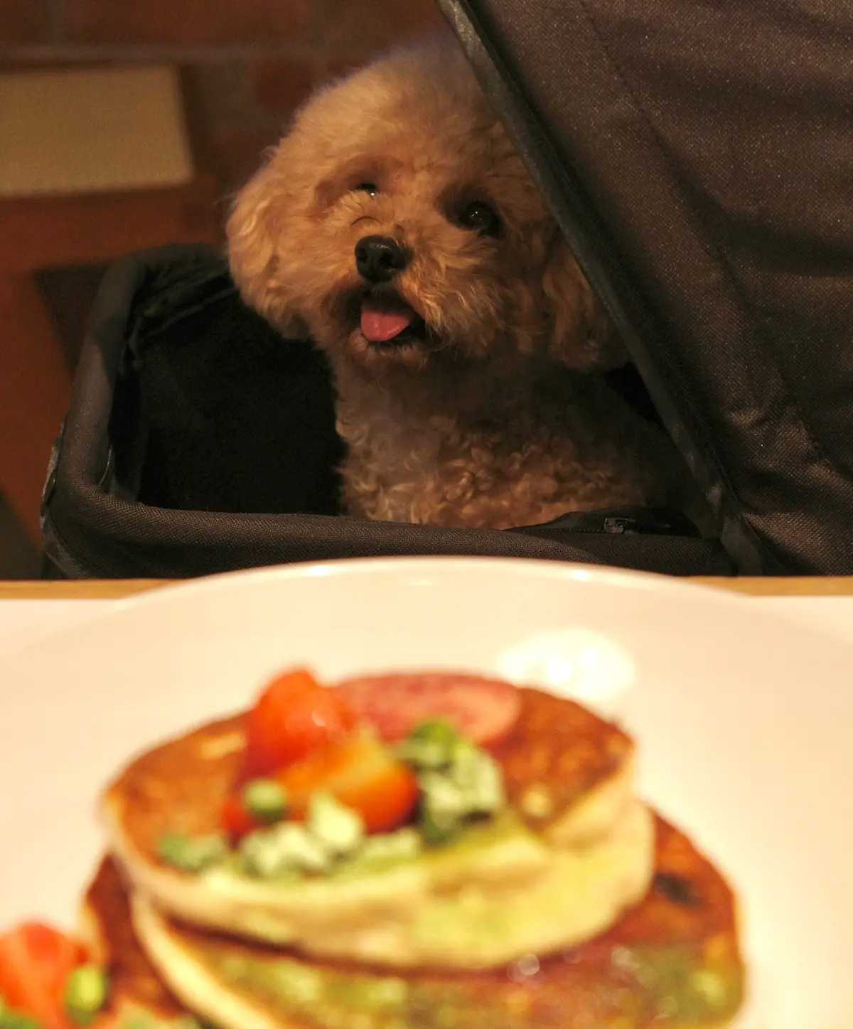 【横浜】billsでペットと"一緒"に叶の画像_4