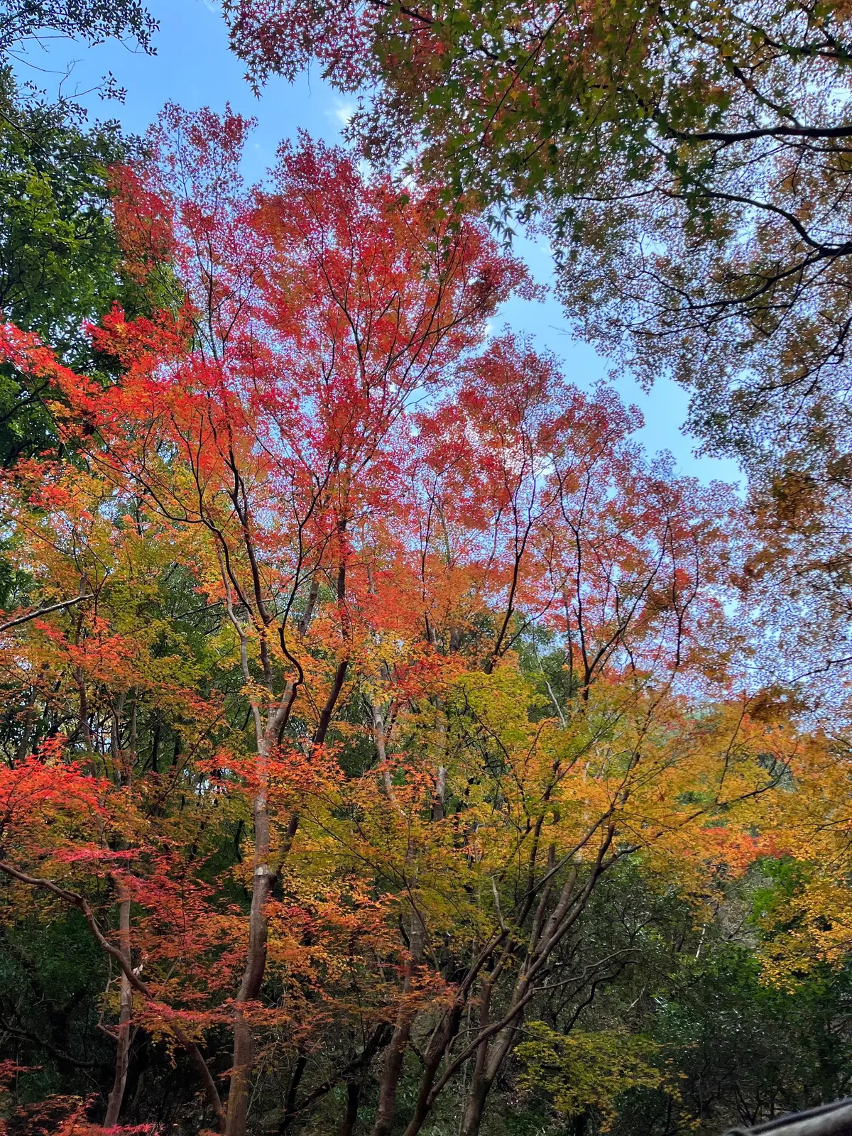 【和歌山】まだ間に合う!週末に行きたい絶の画像_6