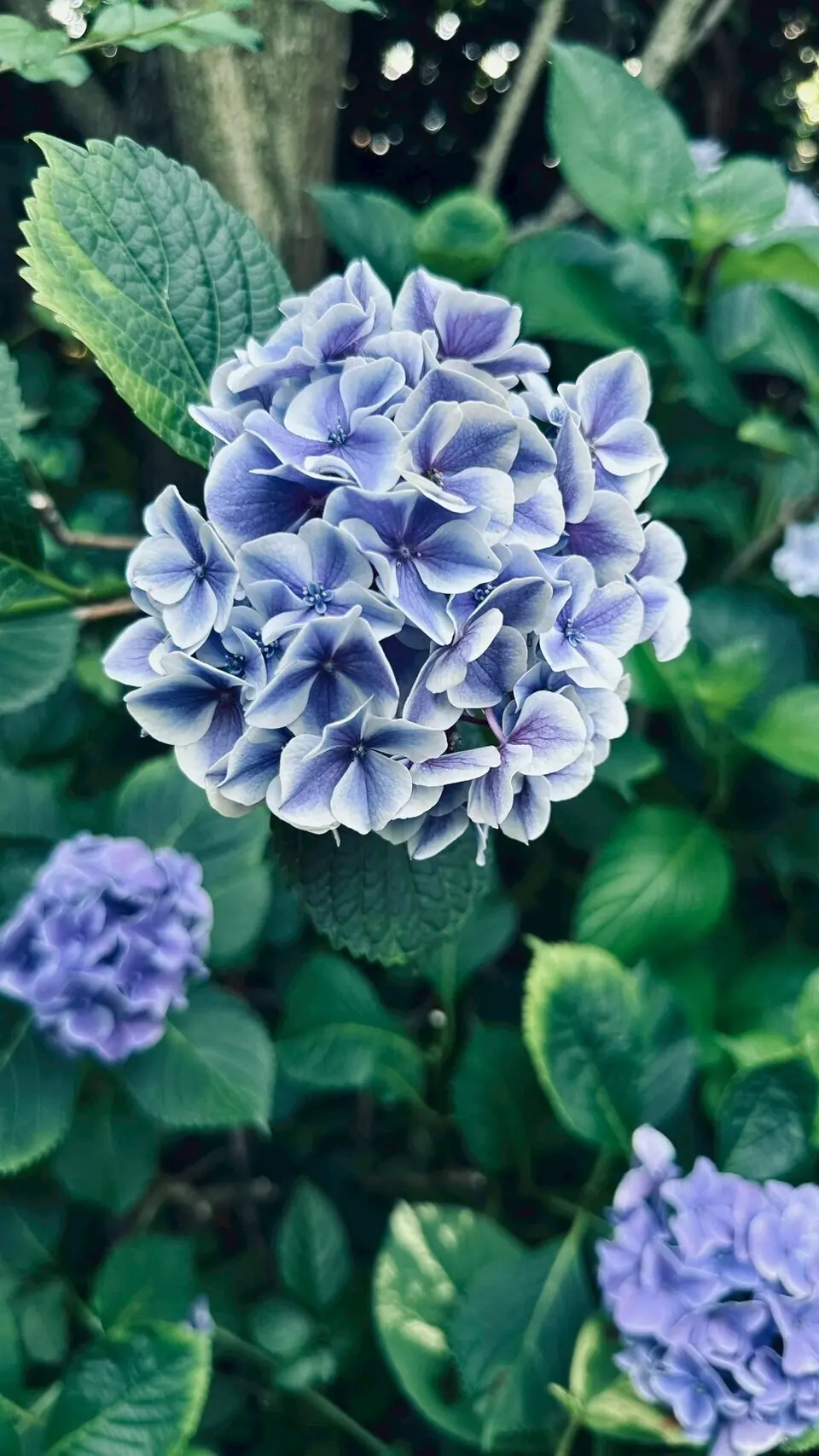 【鎌倉|紫陽花】梅雨の時期限定の大絶景！の画像_6