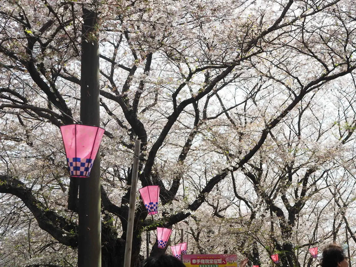 「桜×菜の花」が一度に楽しめる春の絶景スの画像_6