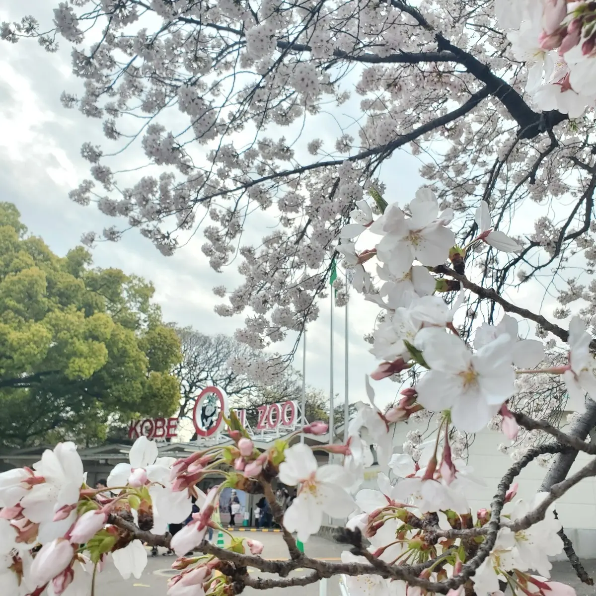 ≪関西・兵庫≫神戸近郊おすすめ桜・お花見の画像_1