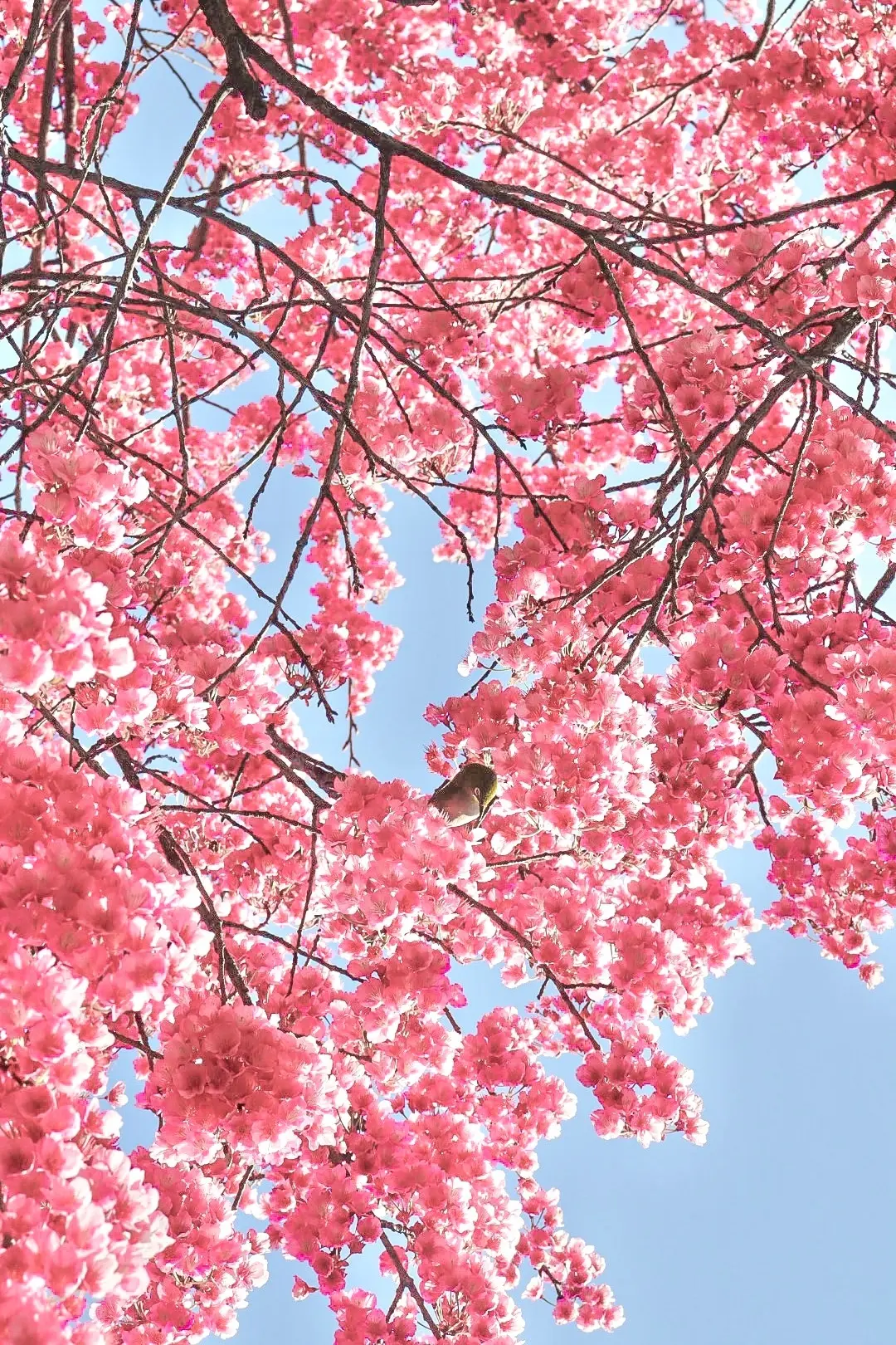 【ご利益あり⁉︎】既に桜が見頃！東京のパの画像_5