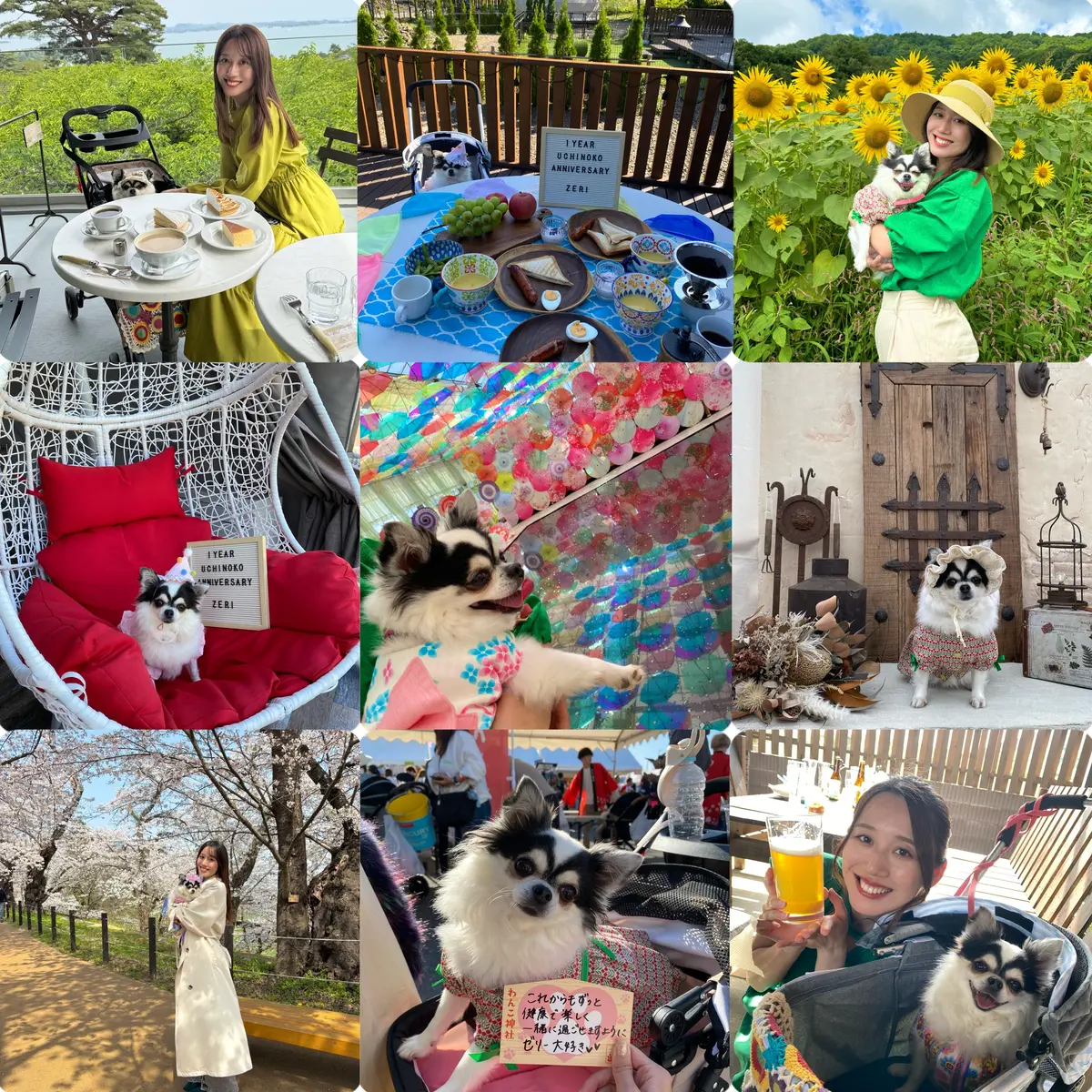 愛犬と行けるスポットの写真