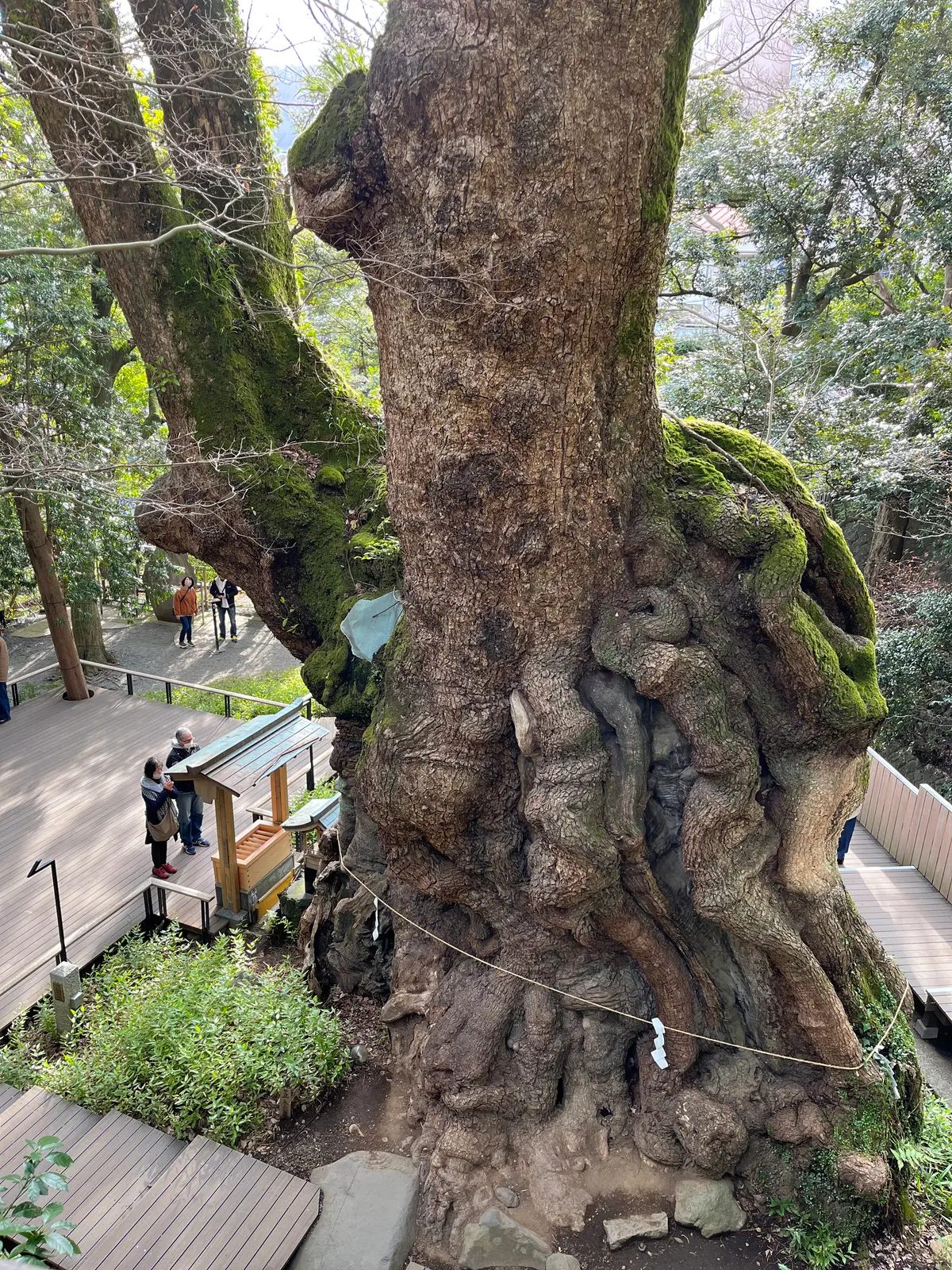 【静岡】熱海のパワースポット来宮神社˚✧の画像_13