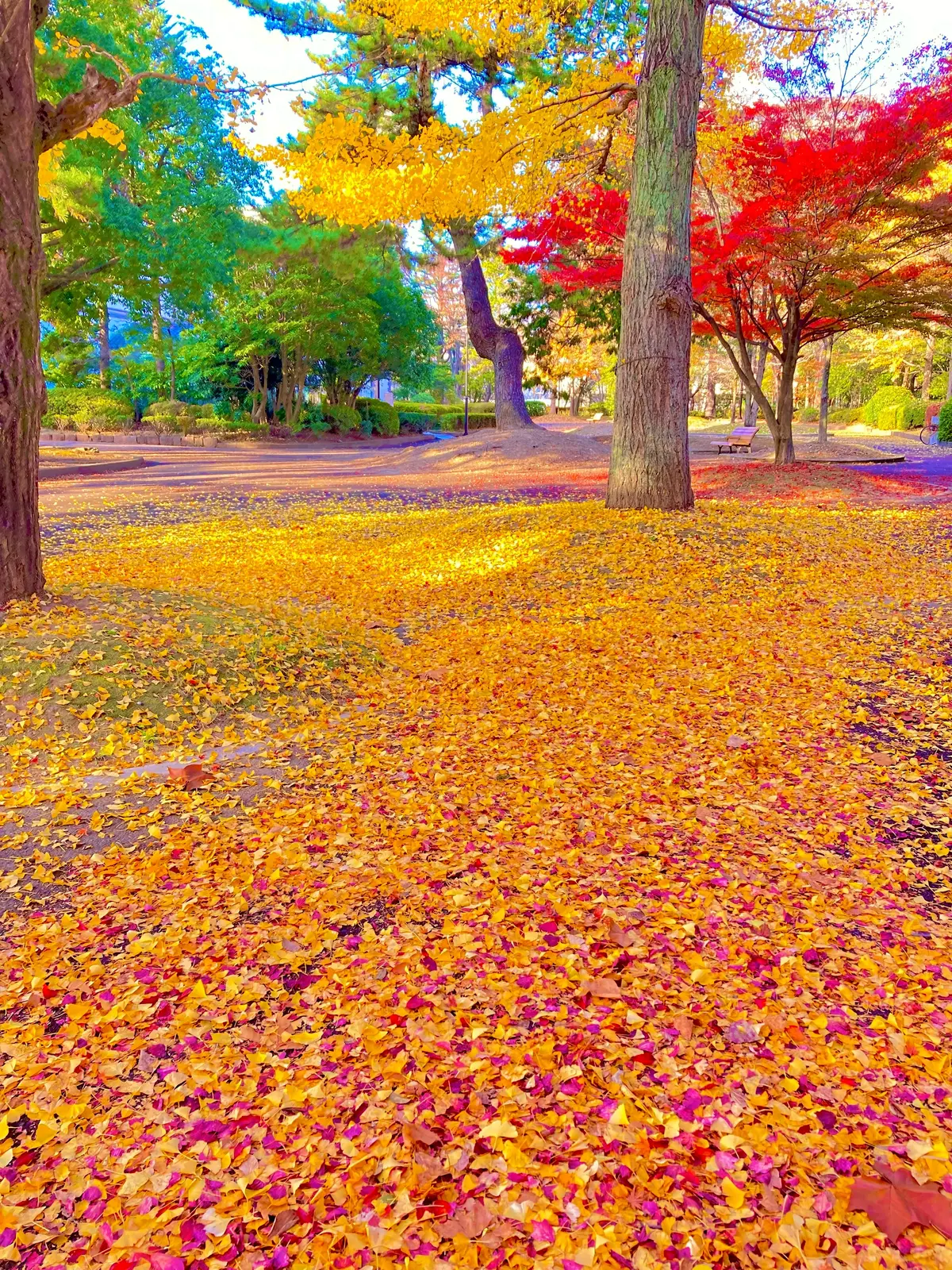 紅葉　榴ヶ岡公園