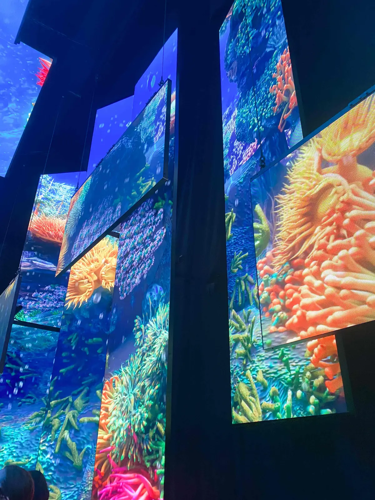 【大阪・関西万博2025】コアラが眠りユの画像_10