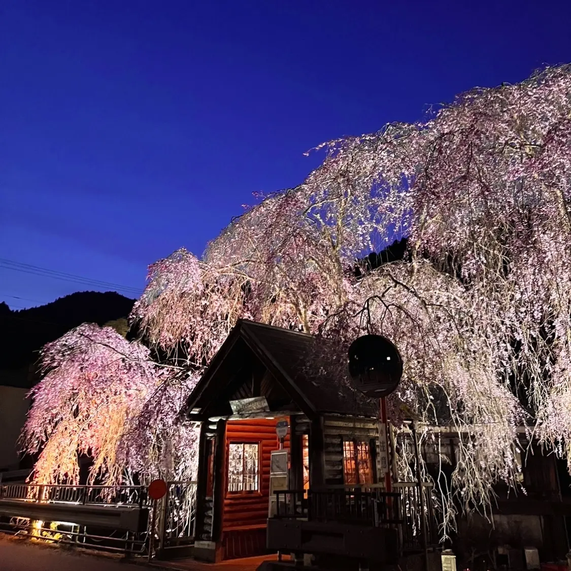 【奥多摩】まだ間に合う！東京の穴場桜スポの画像_1