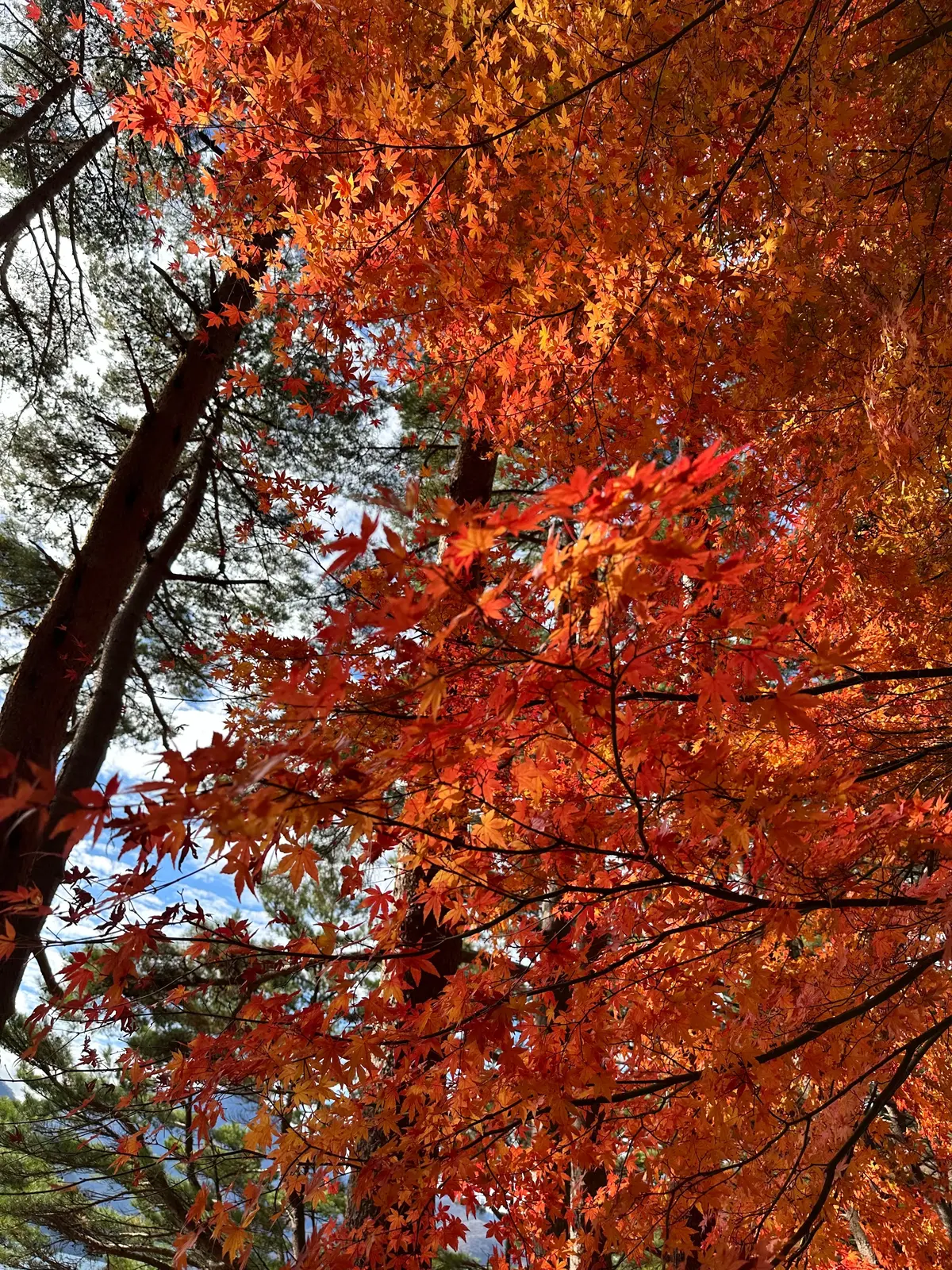 秋のおすすめ絶景ドライブ！【山梨、静岡編の画像_3