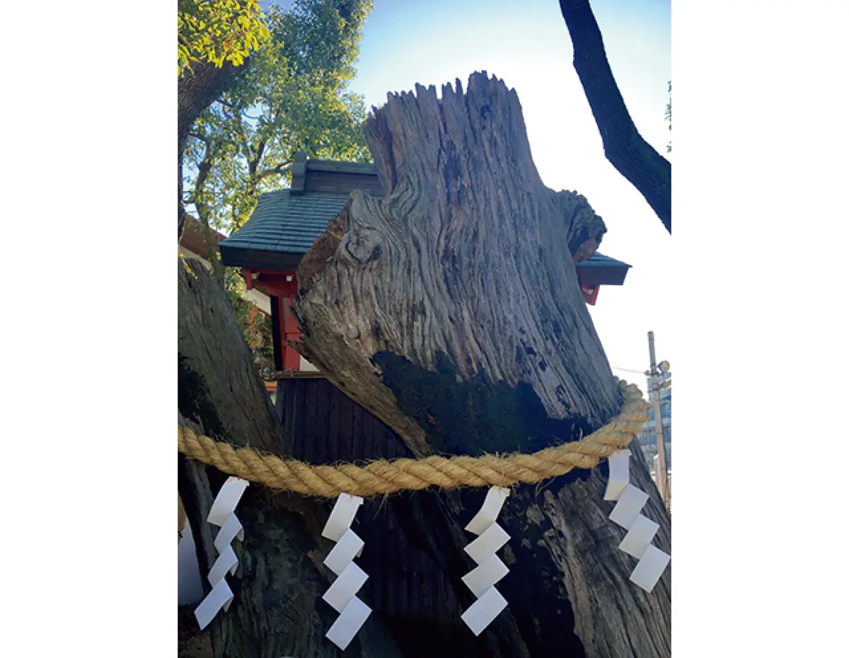 姫嶋神社「再出発の木」