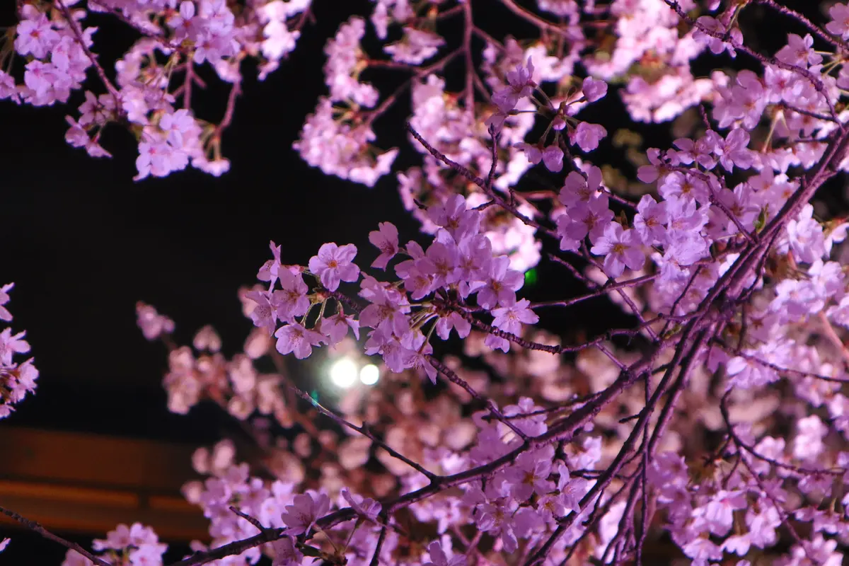 【お花見シーズン】オススメの桜スポットをの画像_4