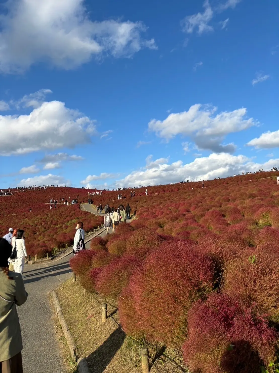 秋の茨城おすすめスポット！国営ひたち海浜の画像_3