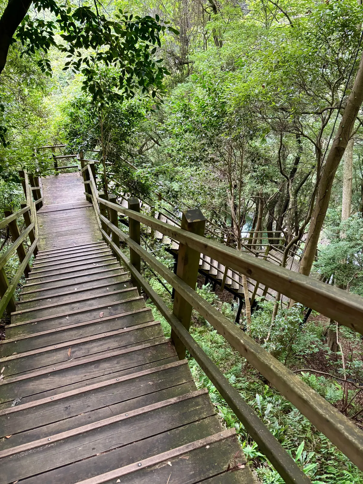 【静岡/河津】この夏行きたい、有名観光スの画像_2