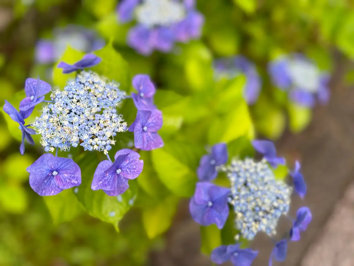 紫色の紫陽花　あじさい