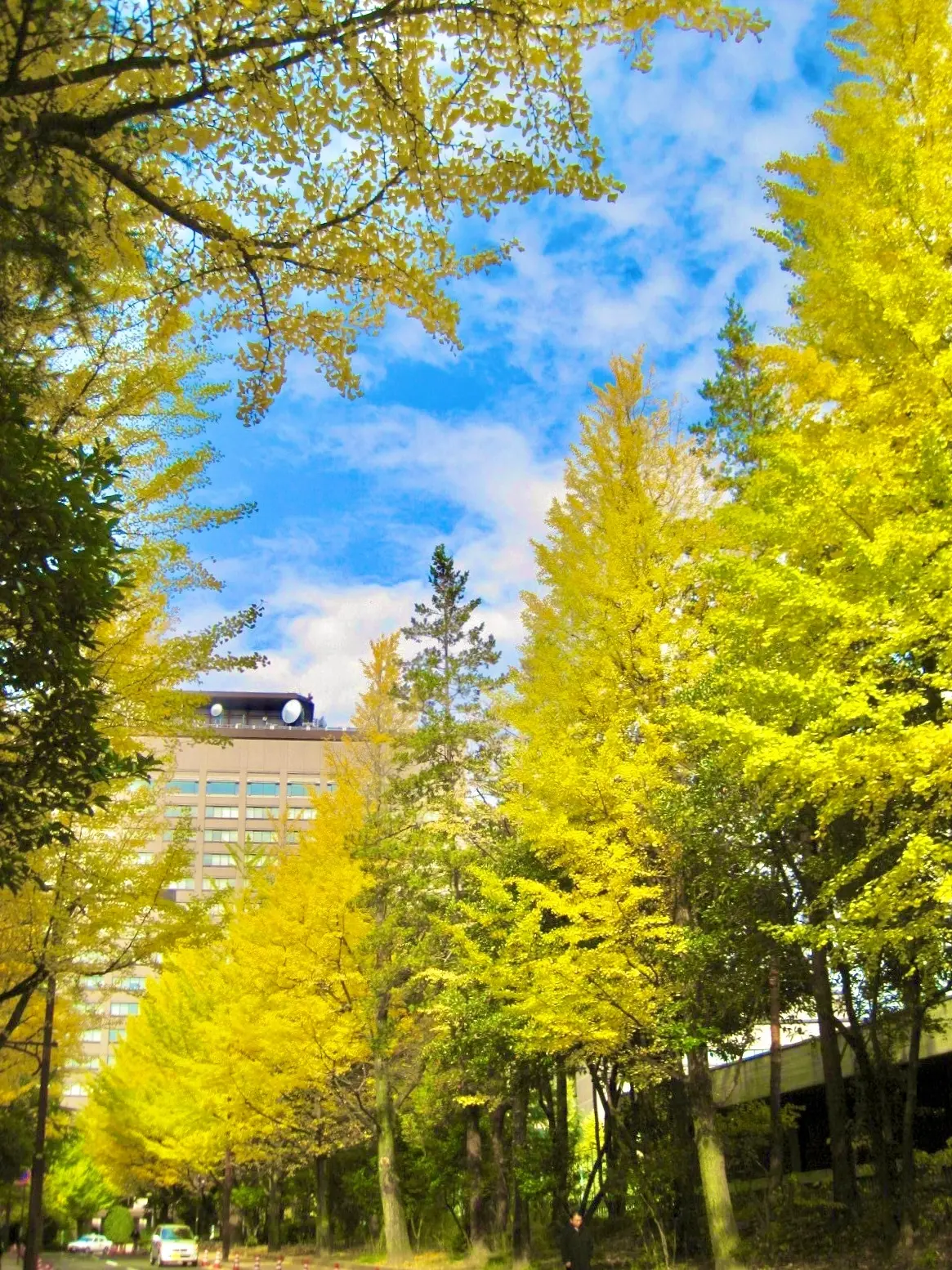 紅葉　イチョウ並木　勾当台公園