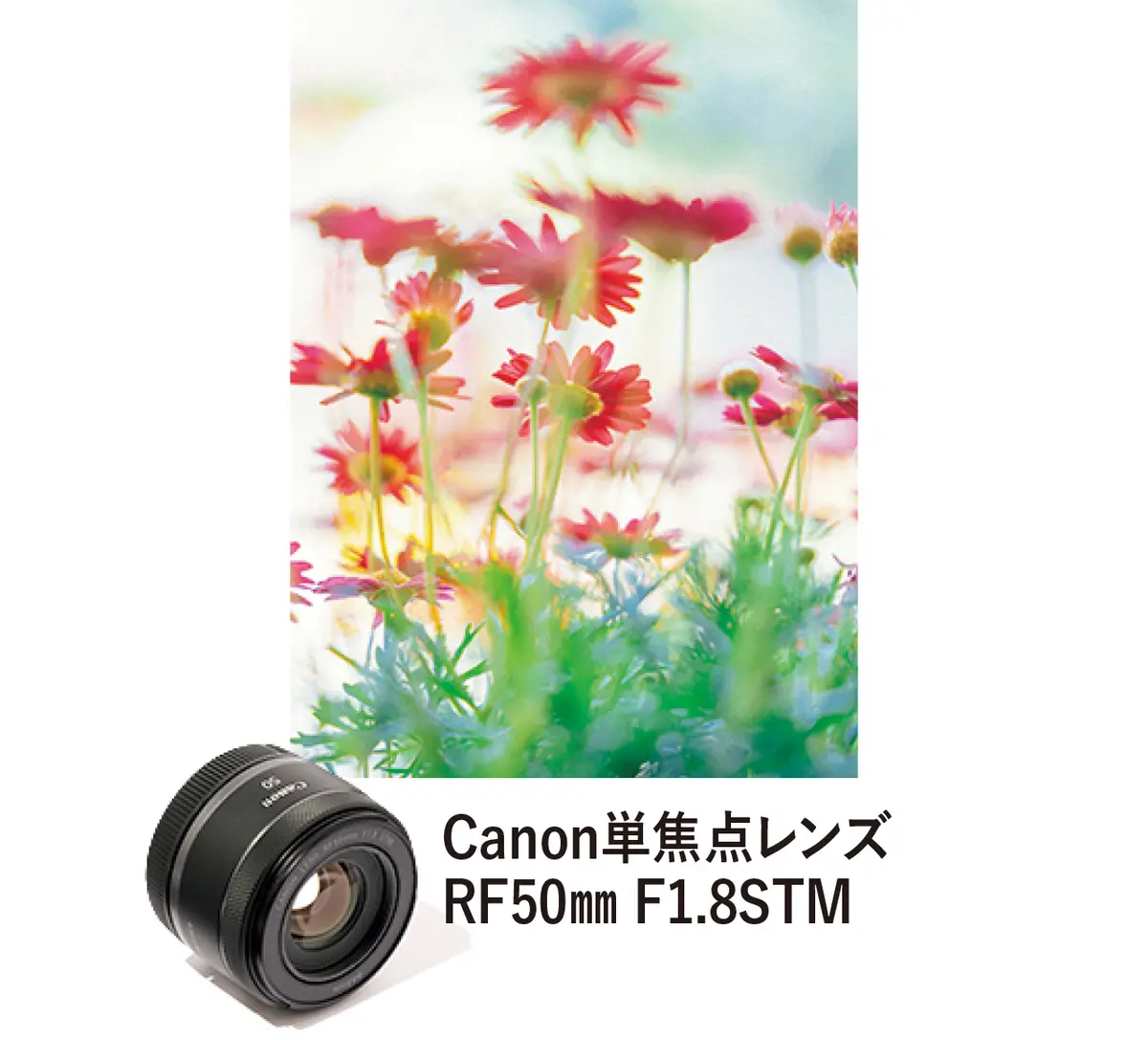 Canon単焦点レンズRF50㎜ F1.8STMプロカメラマン髙木慎平さんが撮影した花の写真