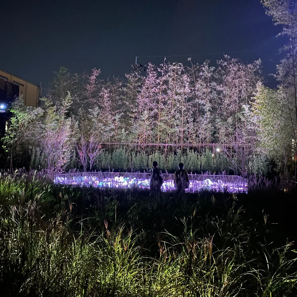 チームラボ：風と雨と太陽の草原