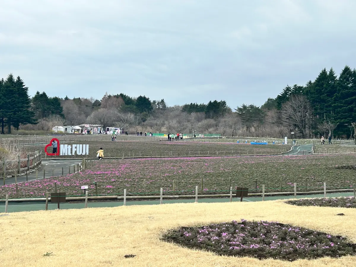 【山梨県】富士芝桜まつり×ピーターラビッの画像_1