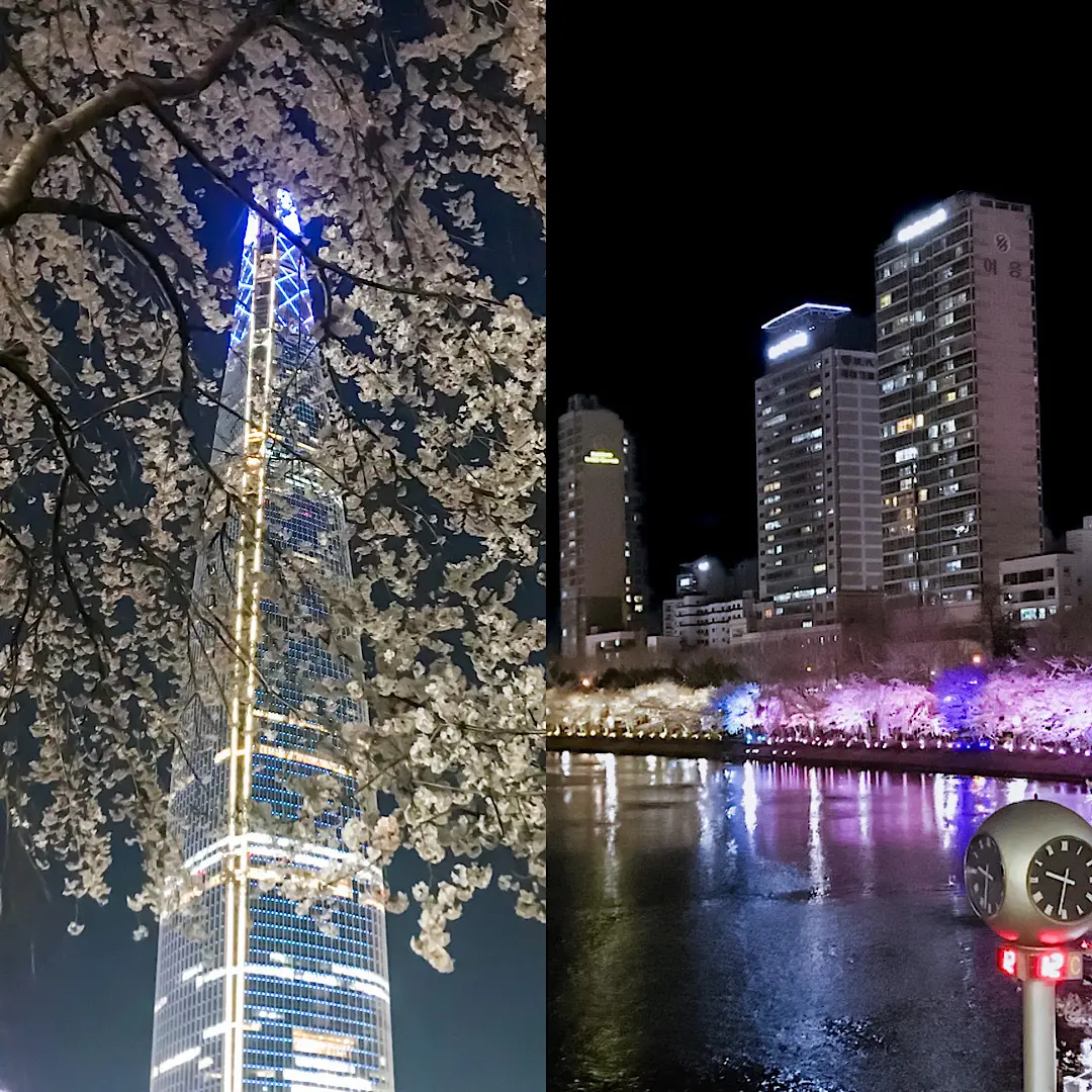 韓国・ソウル　石村湖（ソクチョンホス）　桜