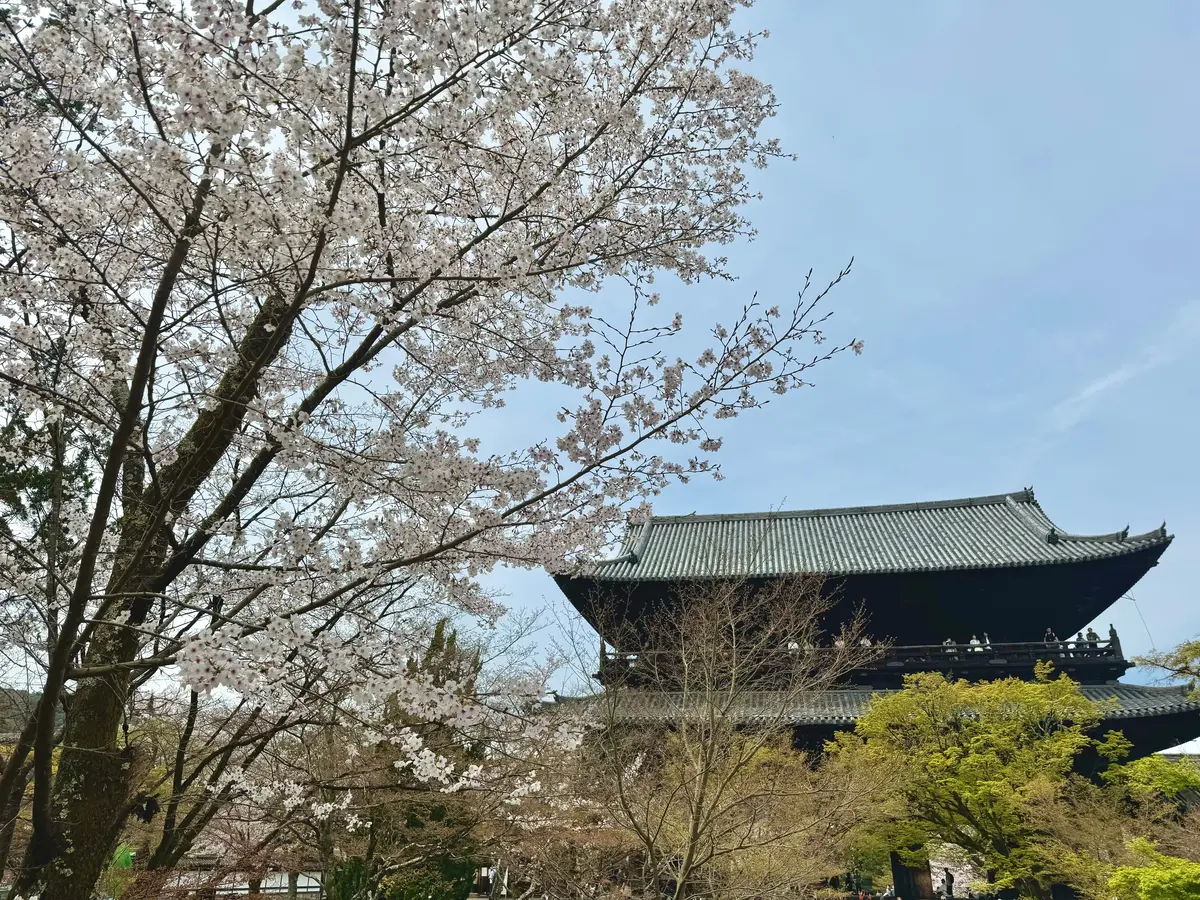 南禅寺　三門と桜