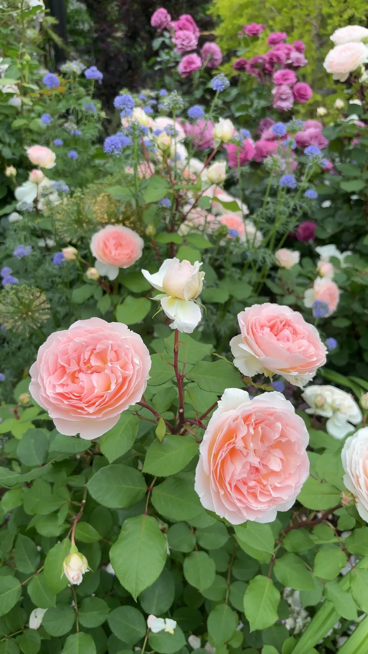 【神奈川県･バラ園】入場料無料！今が見頃の画像_4