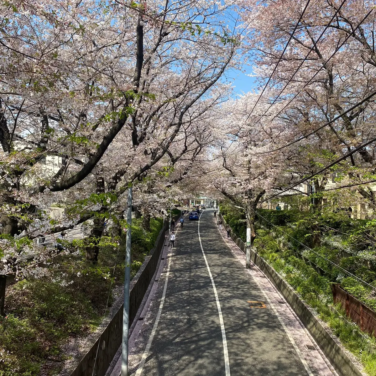 桜坂の桜