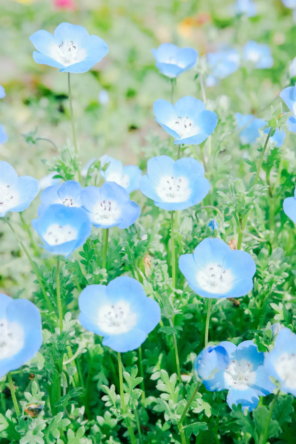 【自己紹介 No.514 Kana】第6の画像_3