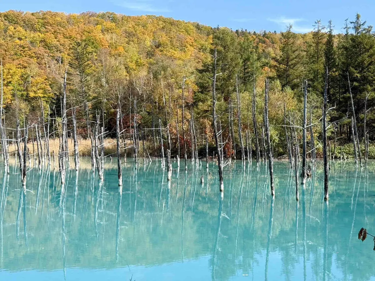 【北海道・美瑛（びえい）】紅葉とブルーのの画像_8