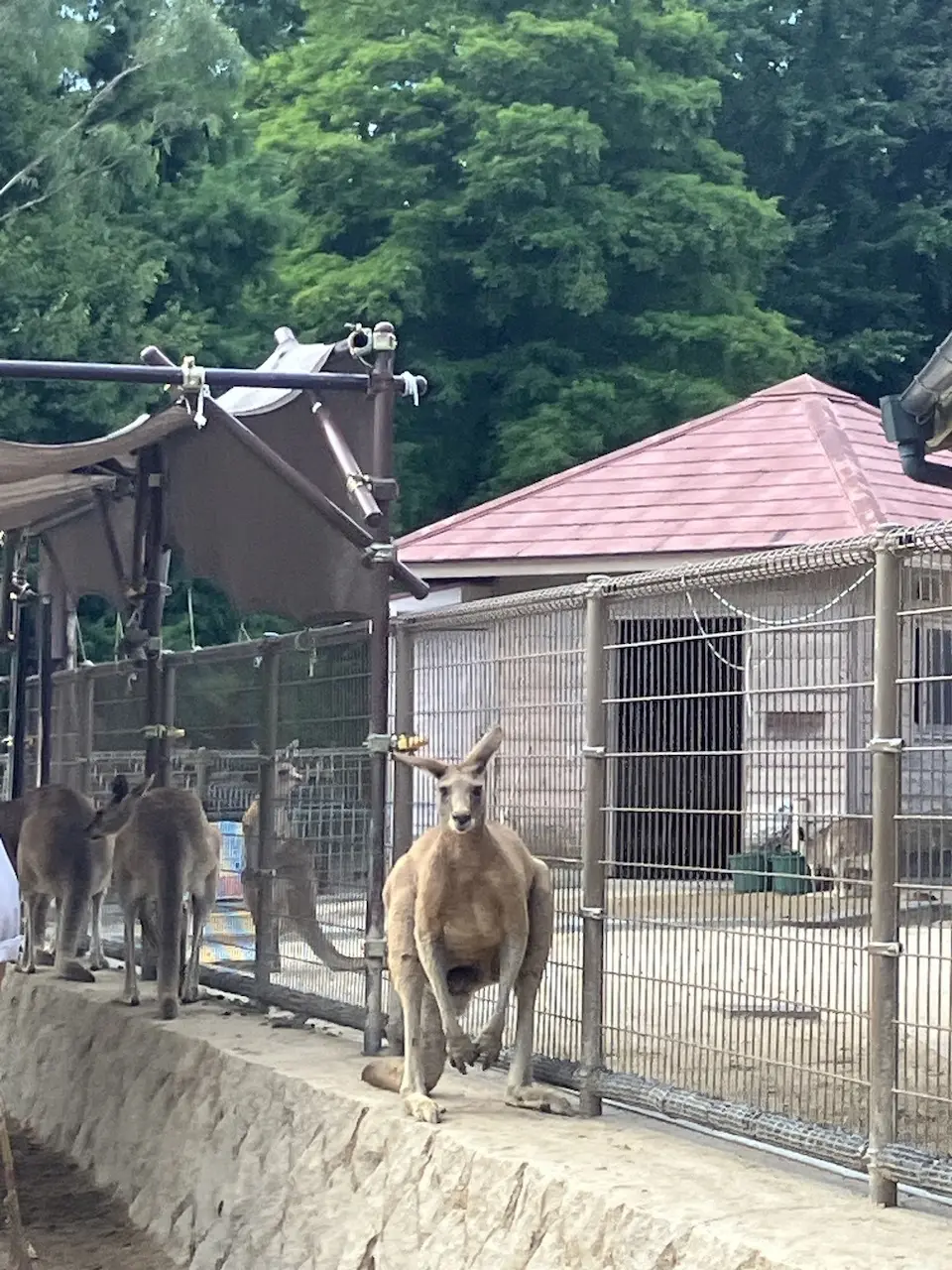 【北九州】グリーンパークでひまわりに遊びの画像_3