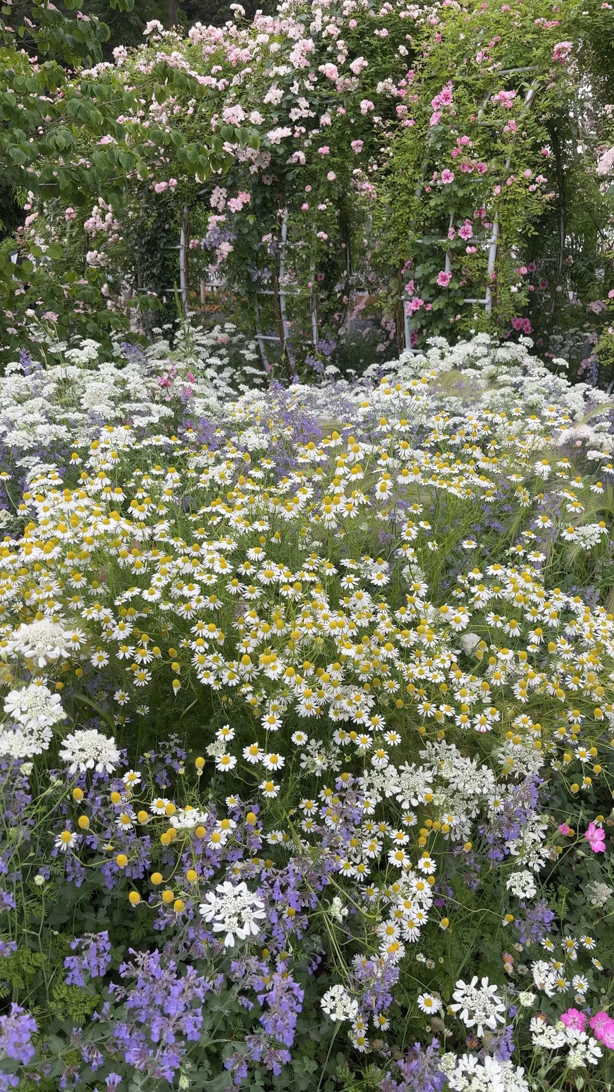 【神奈川県･バラ園】入場料無料！今が見頃の画像_7
