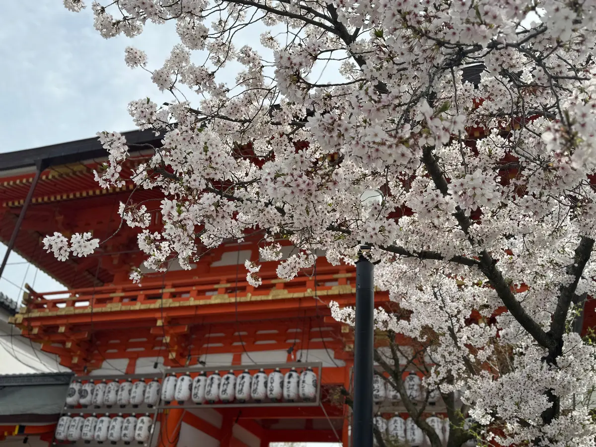 八坂神社と桜