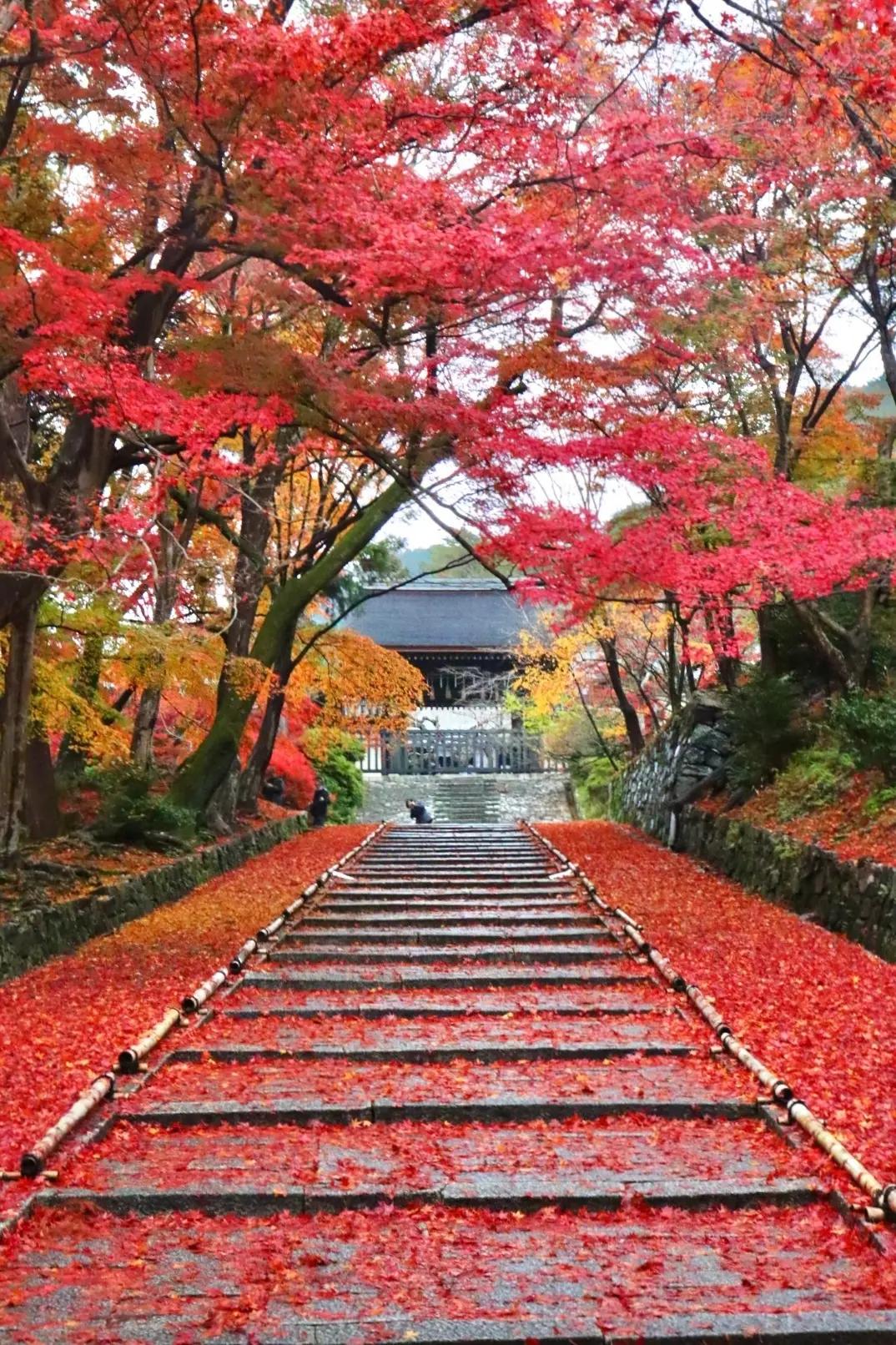 【京都観光】おすすめ紅葉スポット5選の画像_5