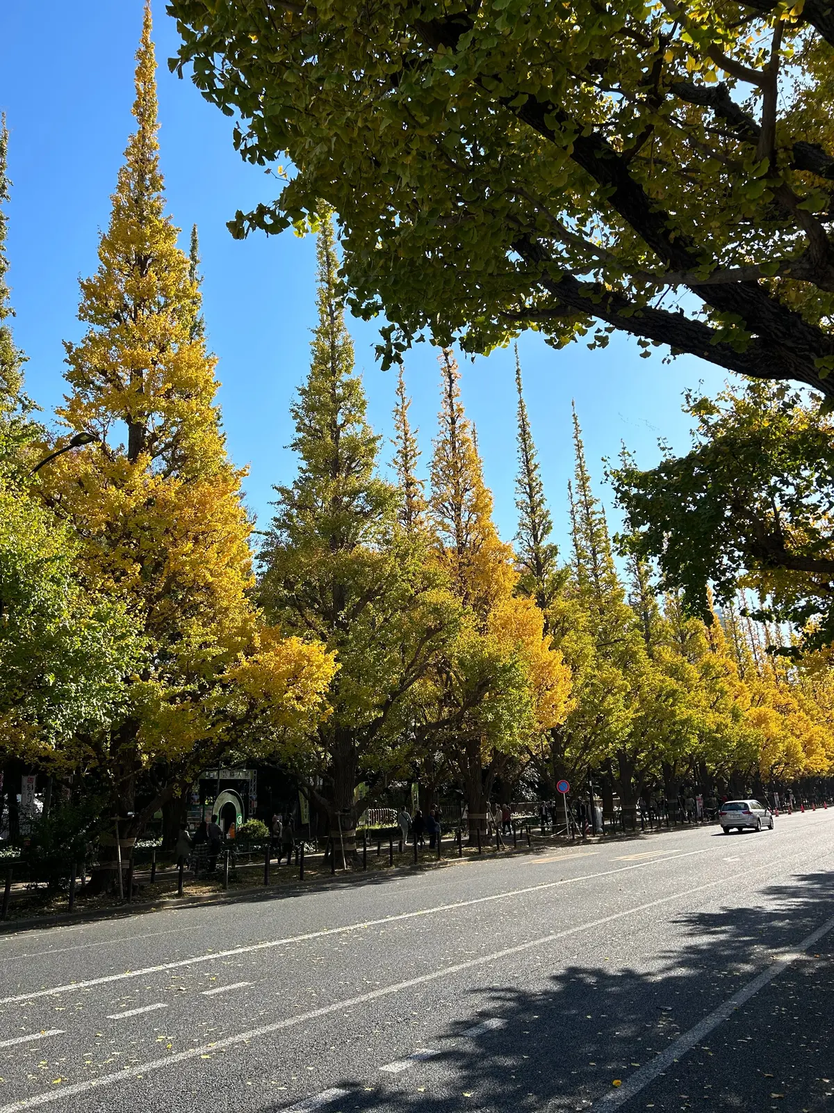 【外苑前】今が見頃！神宮外苑前に紅葉を観の画像_3