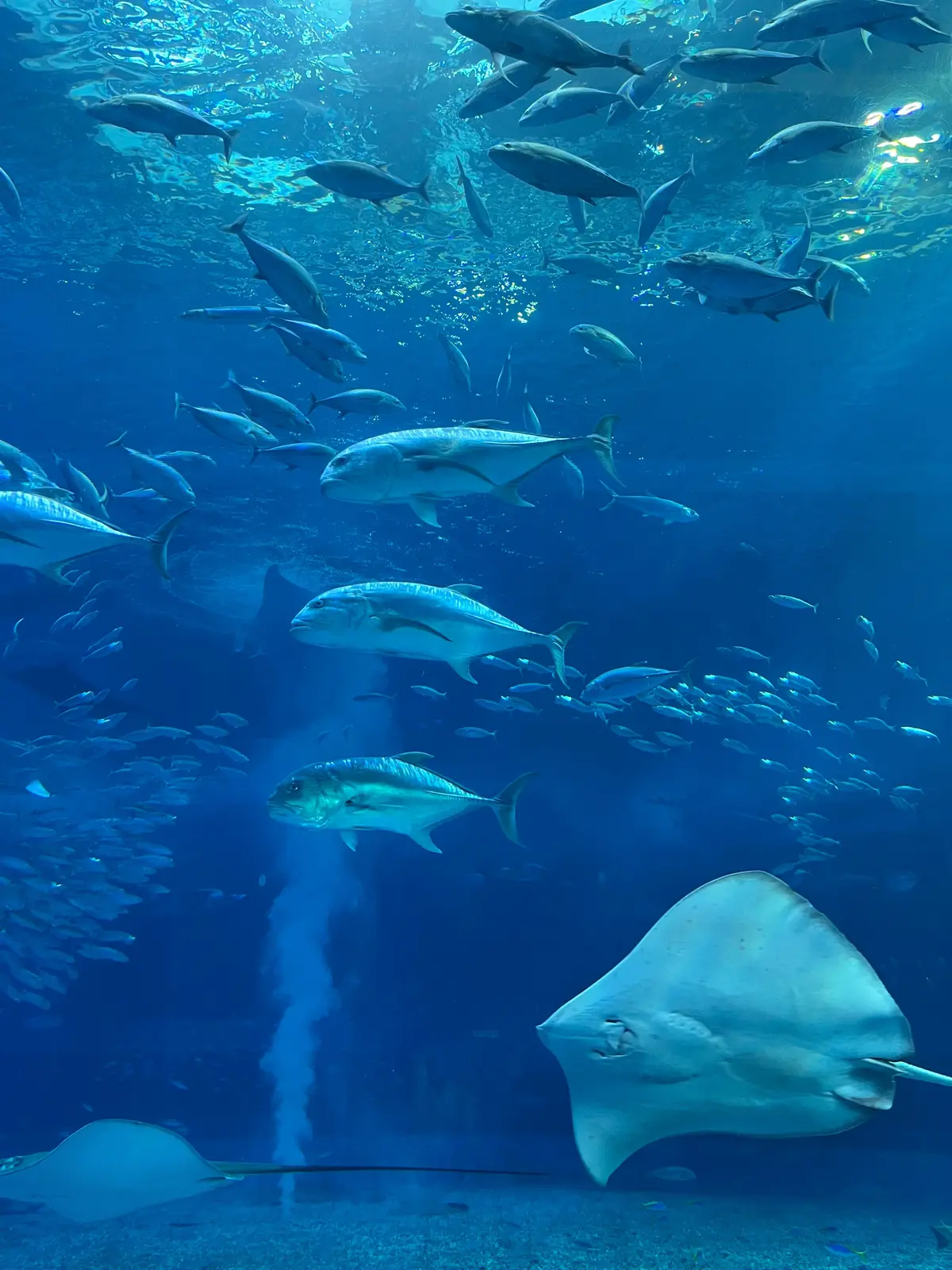 【沖縄】ジンベエザメに会える美ら海水族館の画像_4