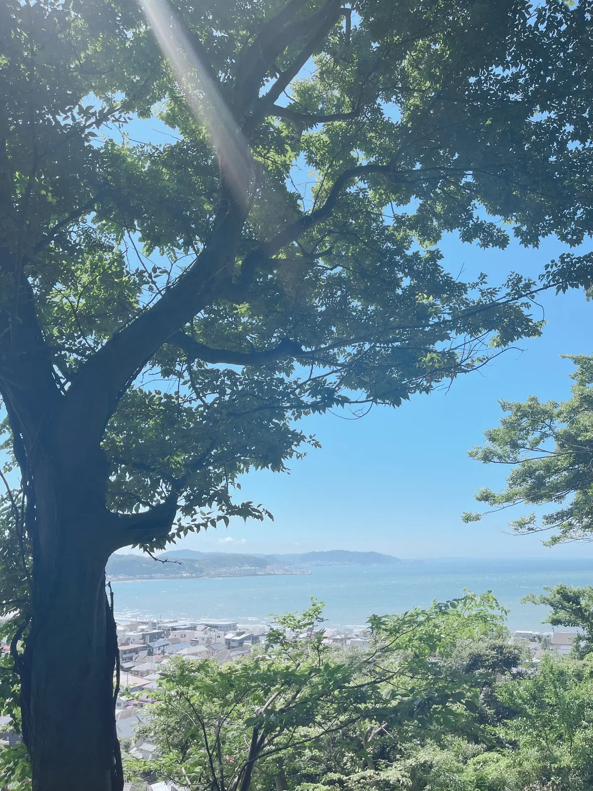 【鎌倉|紫陽花】梅雨の時期限定の大絶景！の画像_1