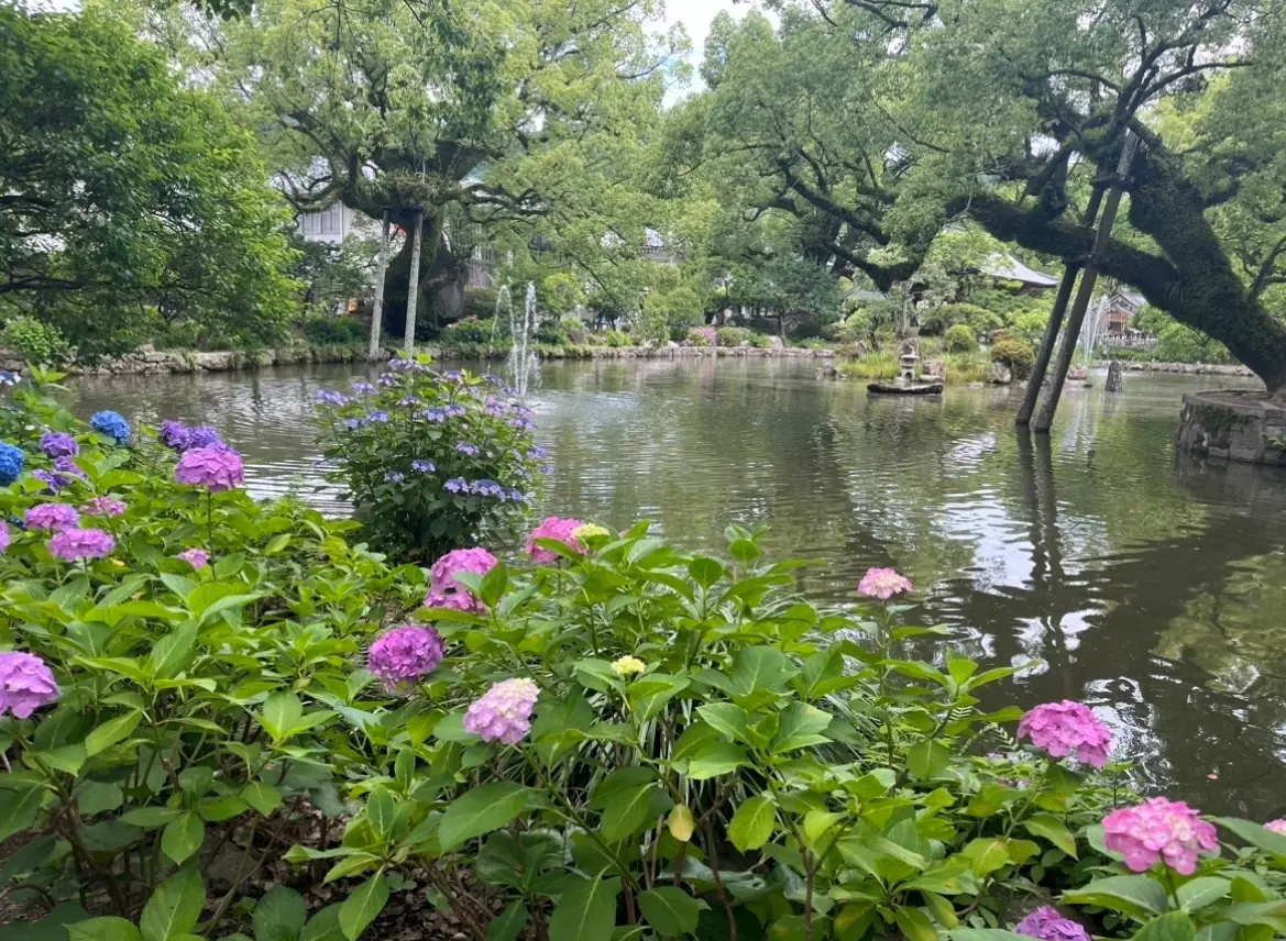 紫陽花_太宰府天満宮