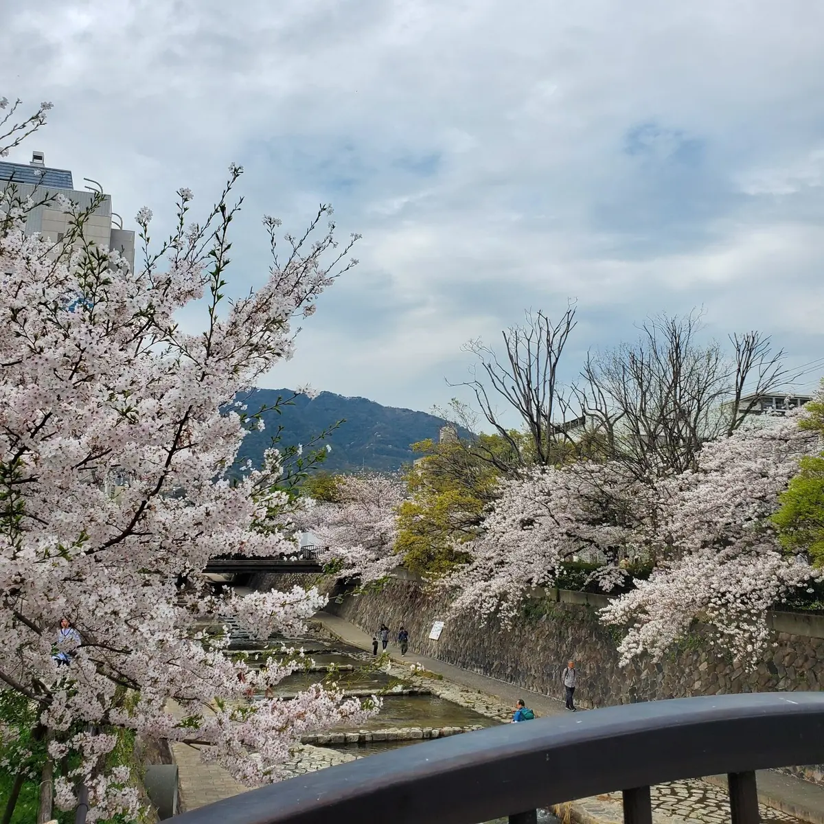 ≪関西・お花見≫神戸近郊の桜おすすめスポの画像_3