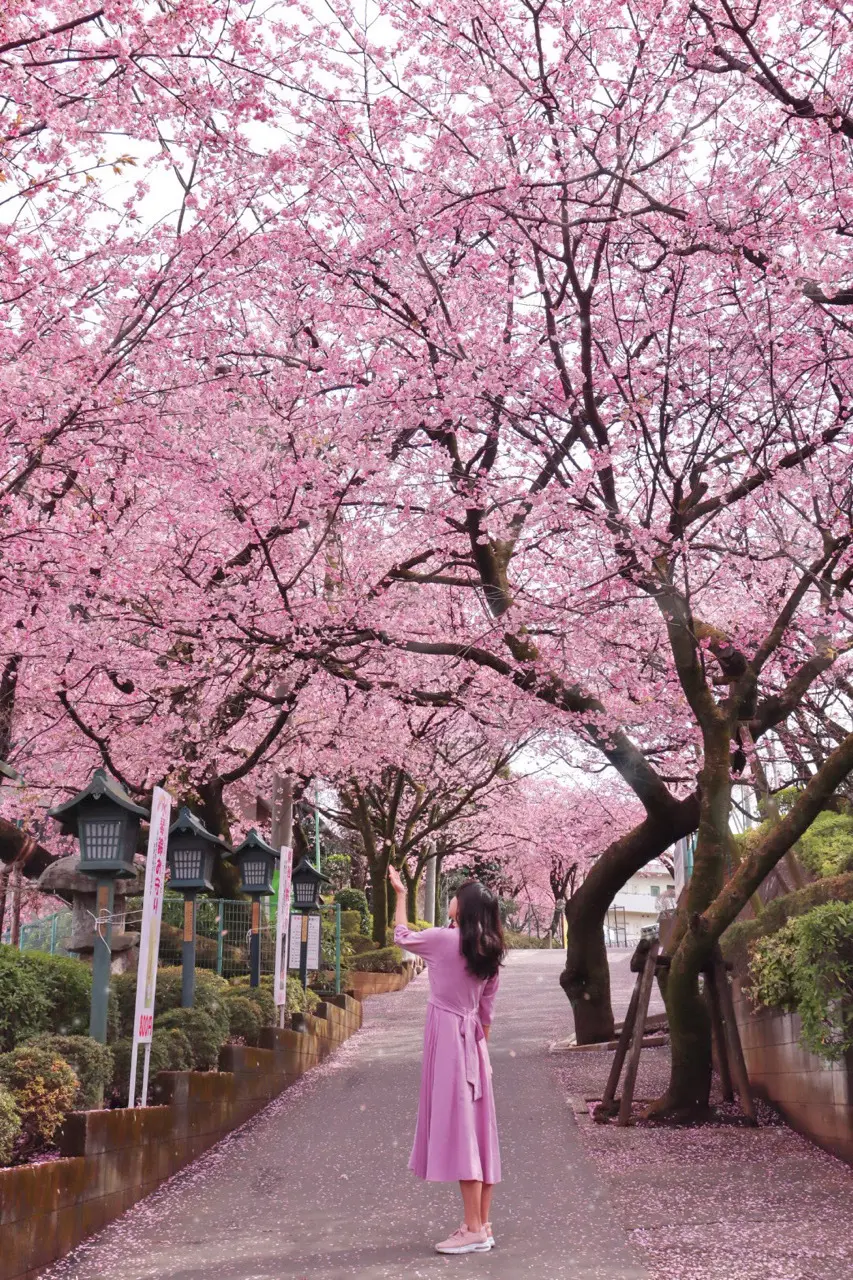 【埼玉】穴場桜スポットでお花見を楽しもうの画像_1