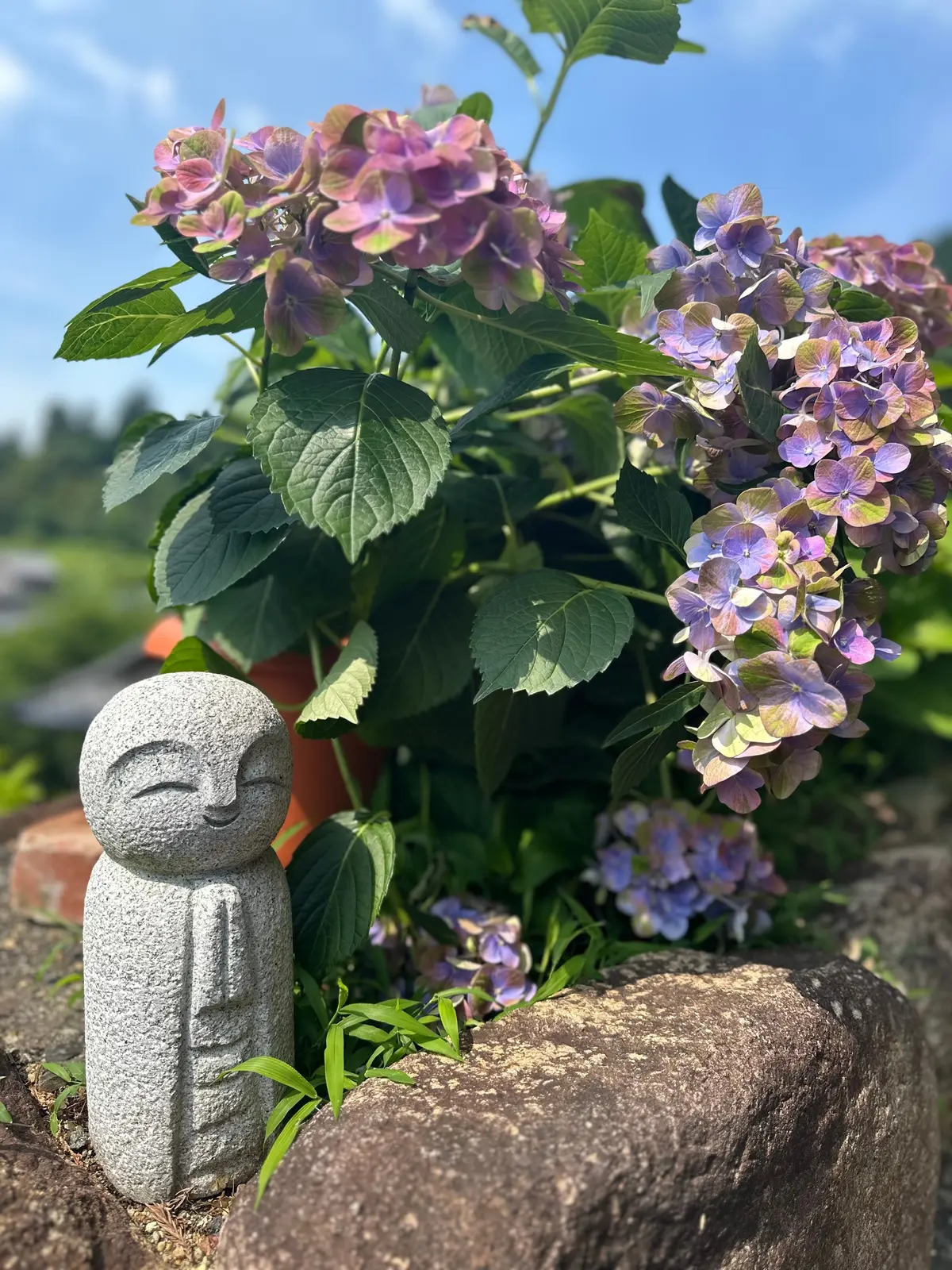 【京都のあじさいスポット】第3弾！ここがの画像_13