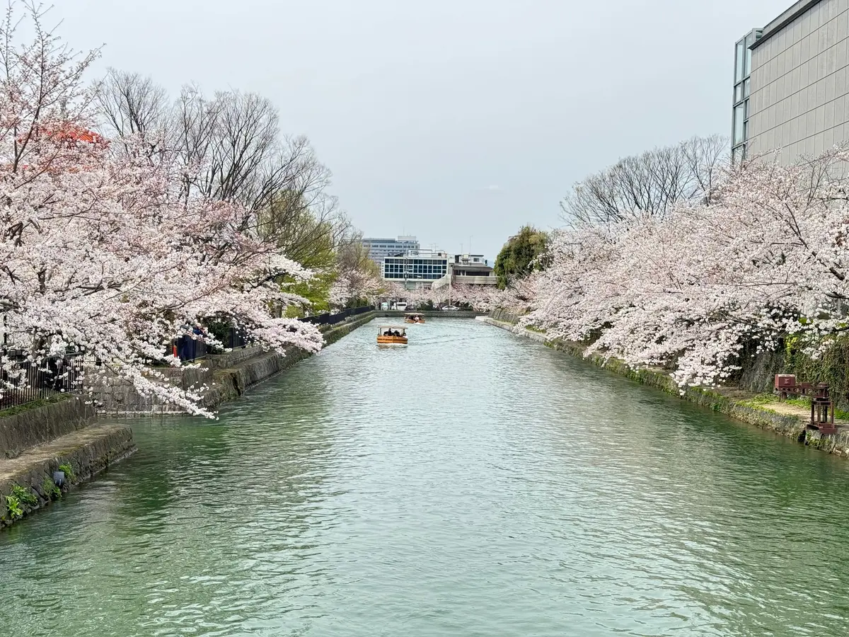 岡崎さくら回廊十石舟　川と桜と舟