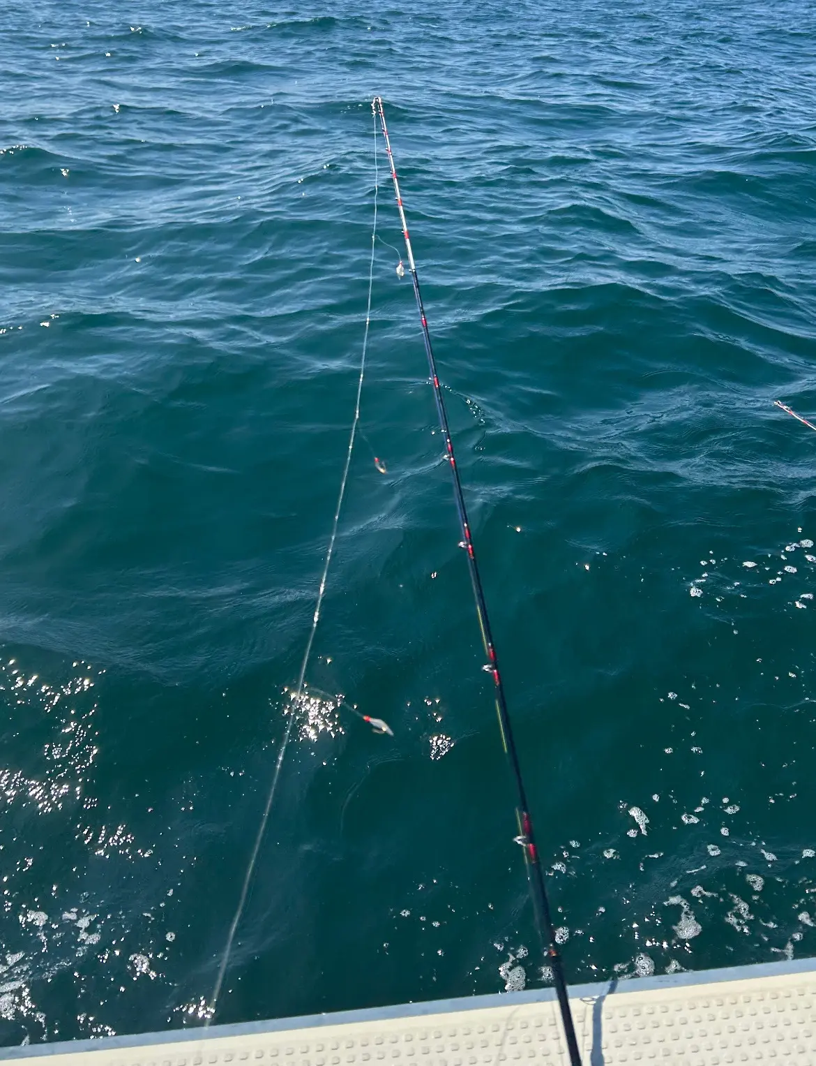 【千葉・南房総】1泊2日の釣り旅行！釣りの画像_1