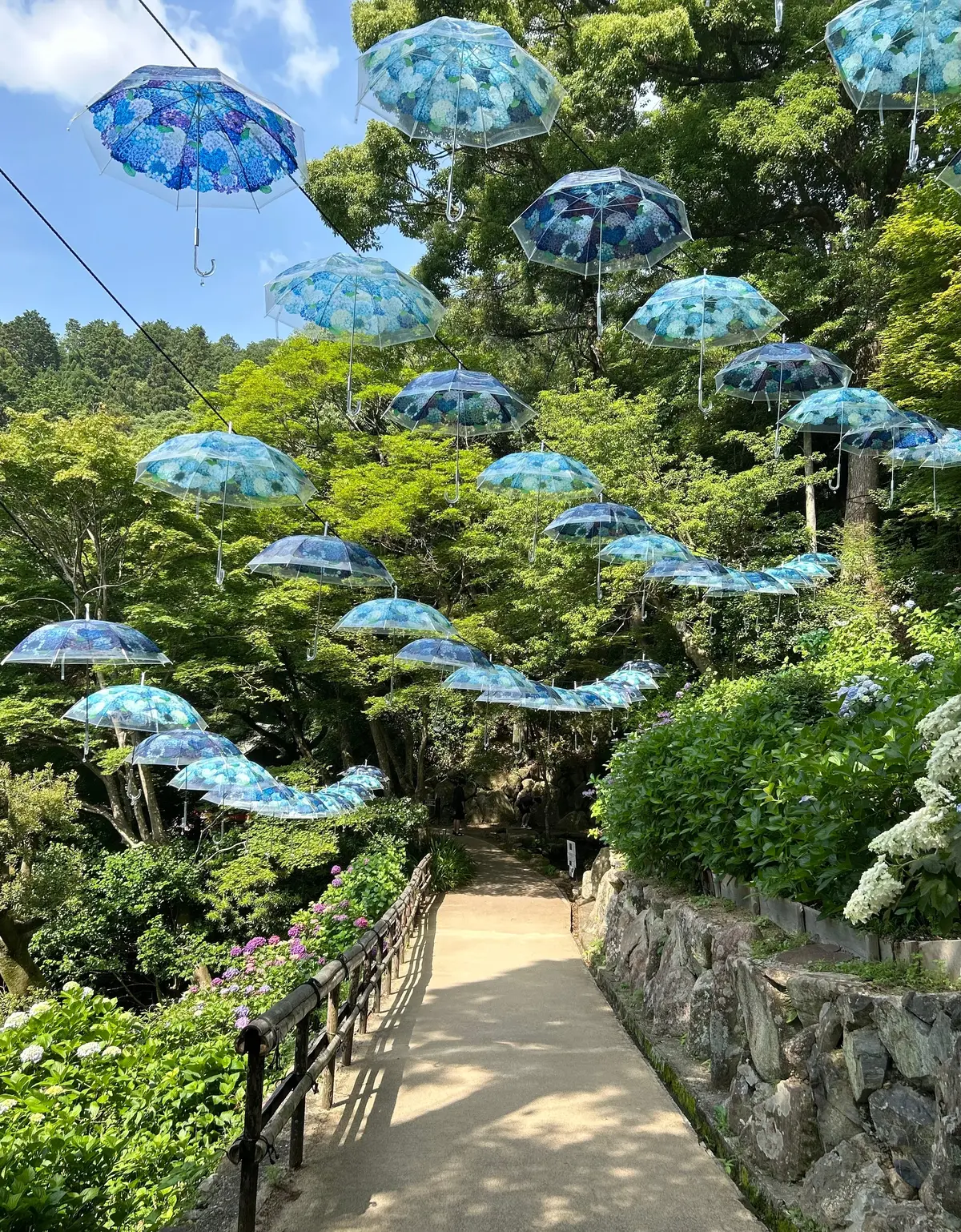 あじさいウィーク アンブレラスカイ