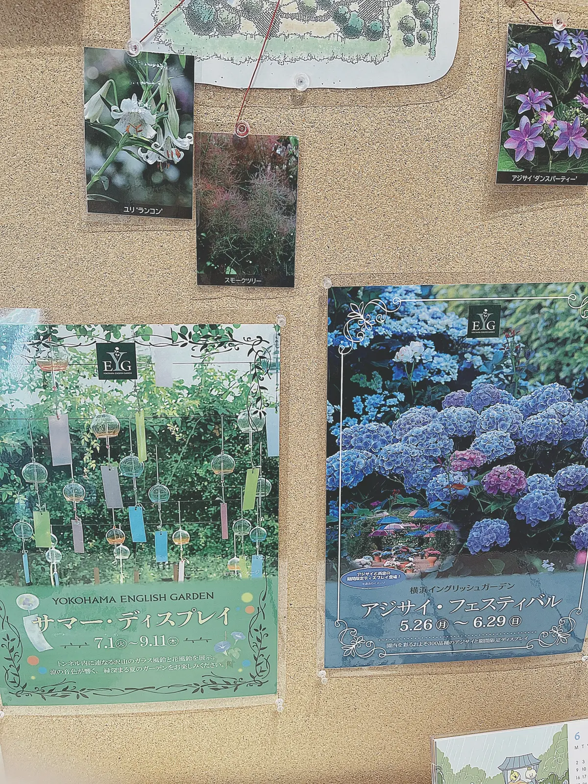 【横浜|紫陽花】6/29まで！今が旬の紫の画像_3