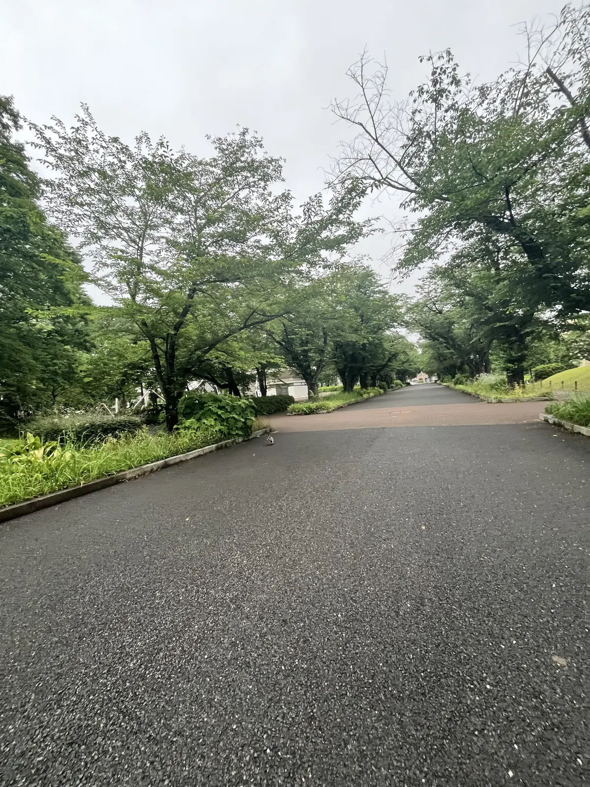 【梅雨時期不調には、朝活🌤】毎朝5時台にの画像_2