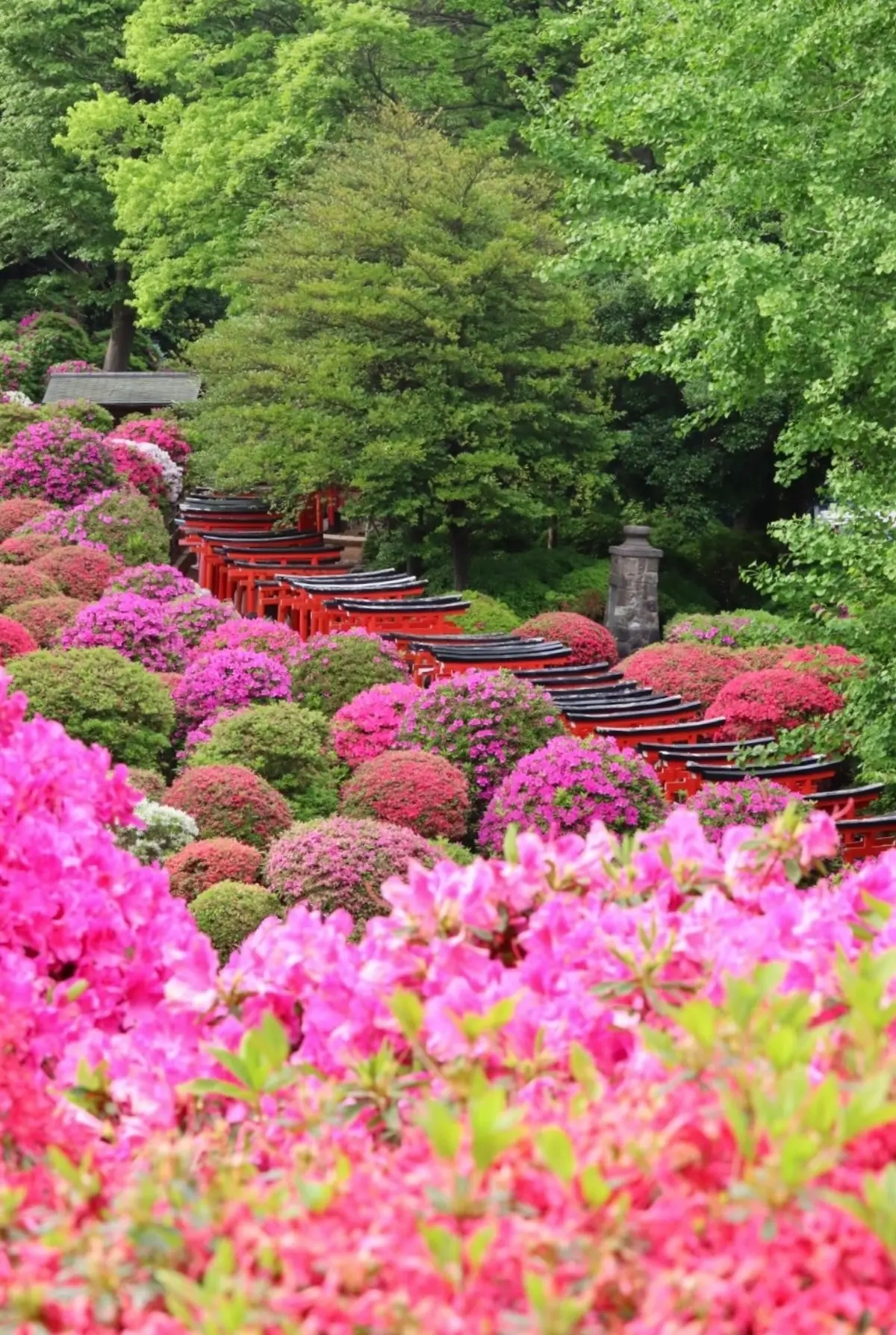 【東京】ネモフィラ、ツツジ、バラ おすすの画像_4