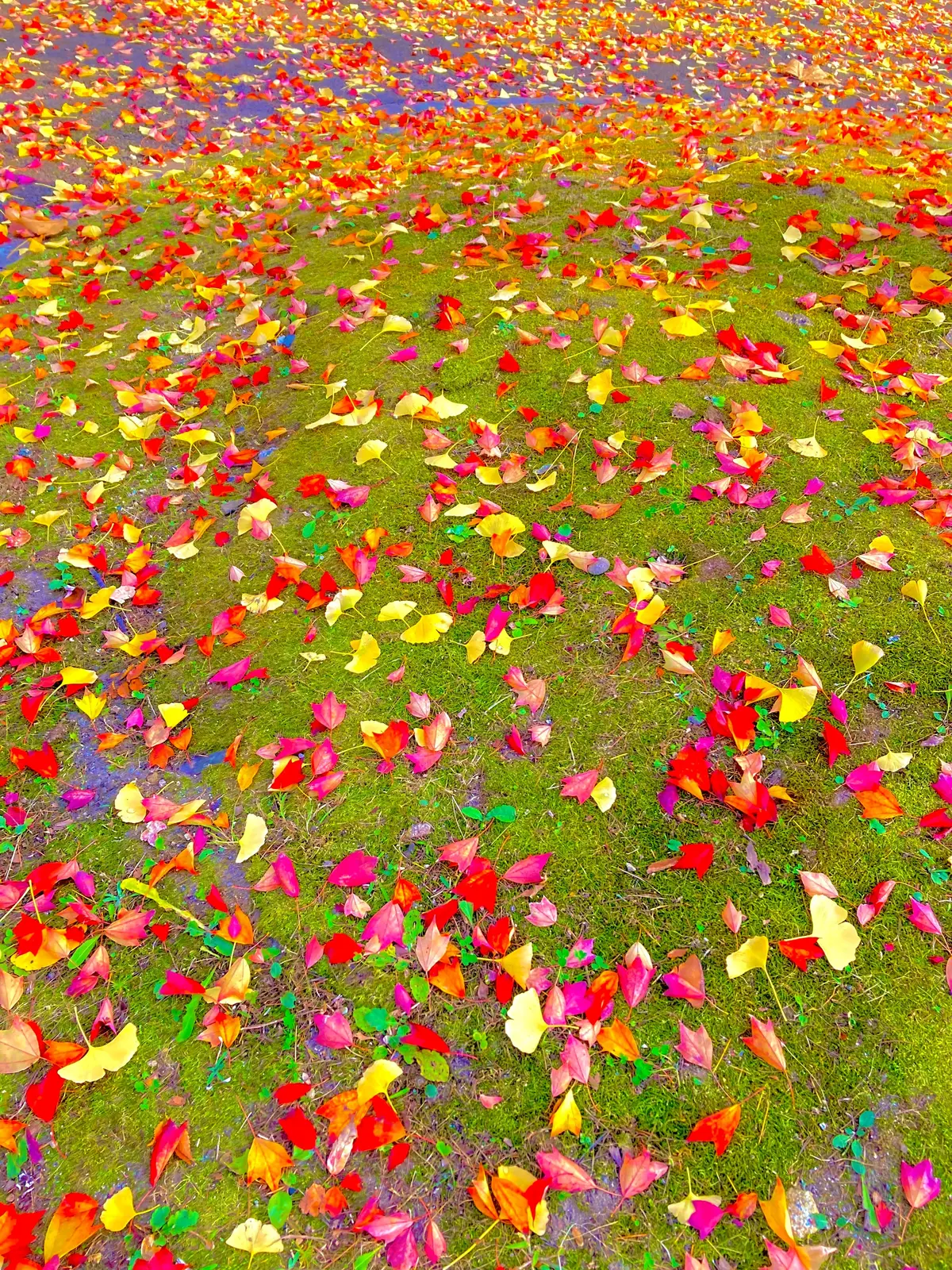 紅葉　榴ヶ岡公園