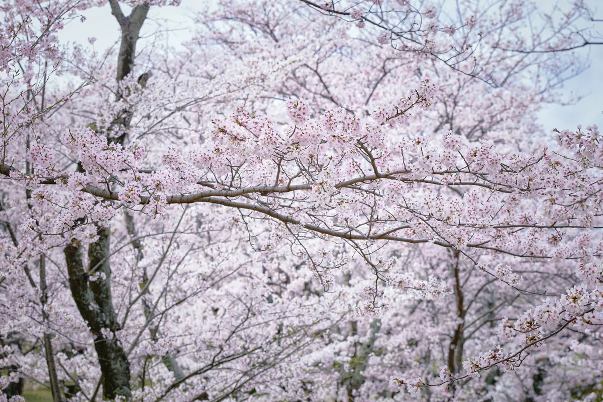 桜開花予想2024