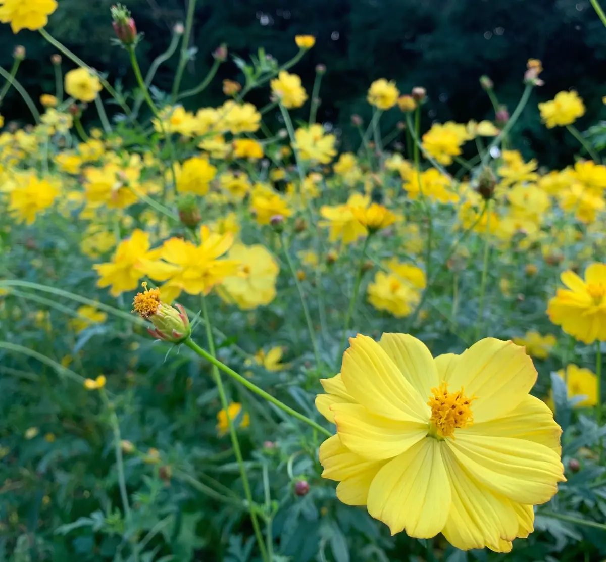 【大阪】一度にたくさんのお花が楽しめる！の画像_6