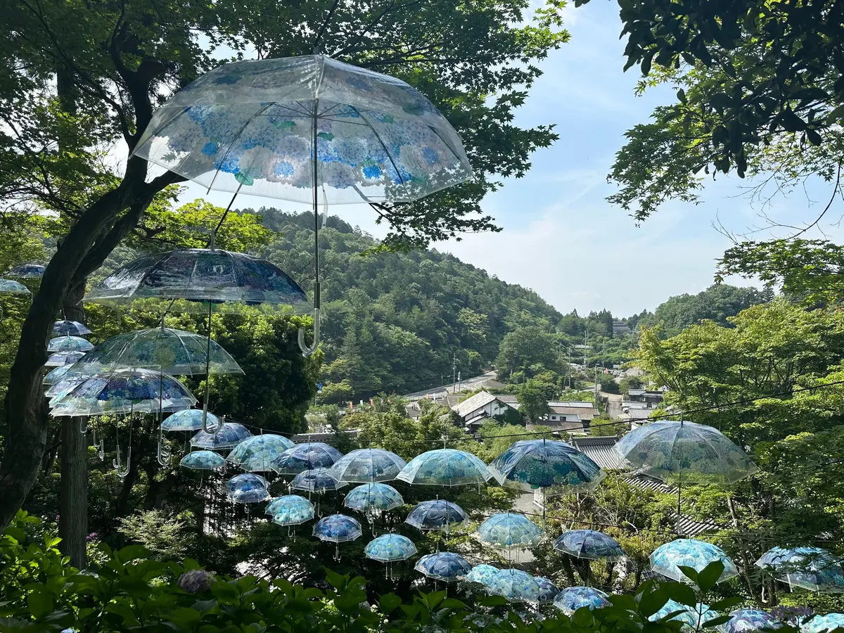 あじさいウィーク アンブレラスカイ